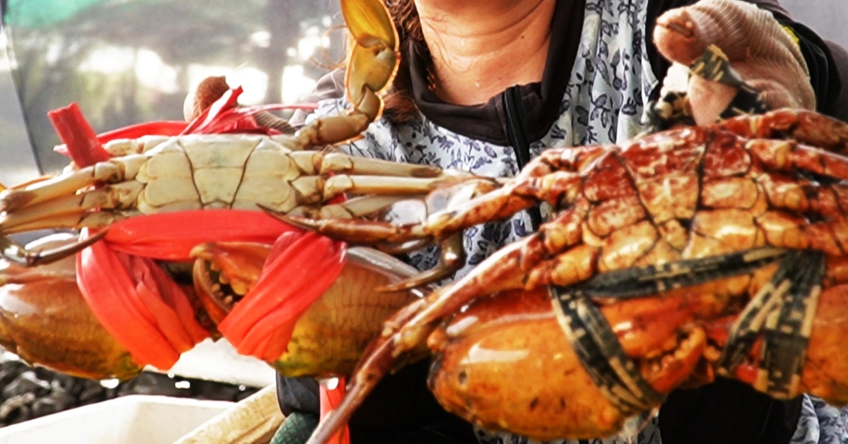 Cà Mau dùng đèn LED 'làm chủ' giới tính, hướng tới cua sumo xuất khẩu