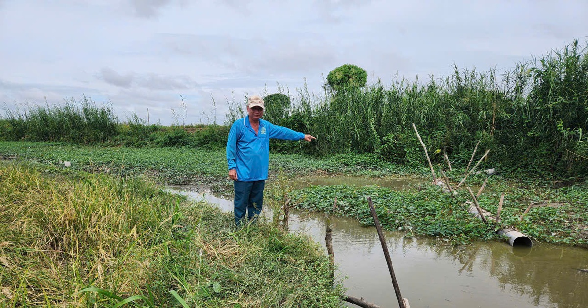 Hơn 50 hộ dân 'kêu cứu' thiệt hại lúa nếp do hầm cá xả nước thải