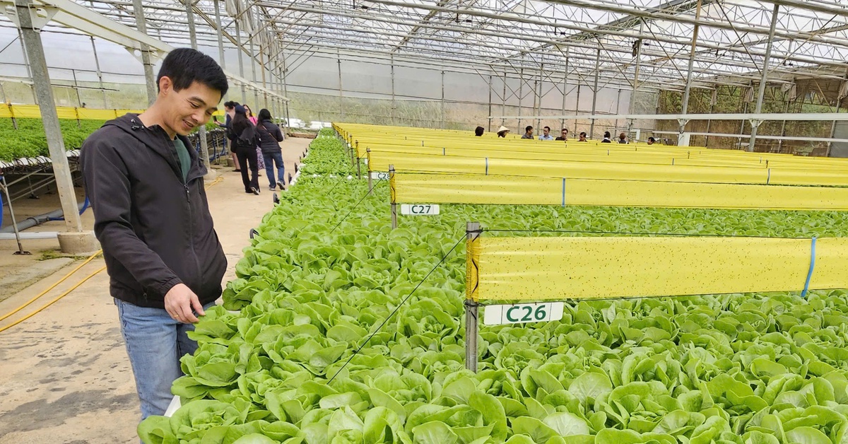 TP.HCM chỉ đạt 0,55m² mảng xanh/người, lo ngại cho sức khỏe cộng đồng và môi trường