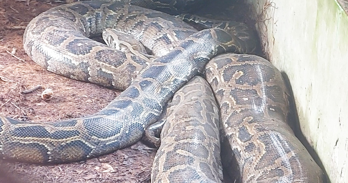 Vườn quốc gia U Minh Thượng vừa tiếp nhận con trăn khổng lồ gần 100kg, dài 5m