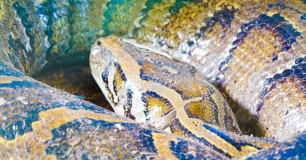 Con trăn 'khổng lồ' dài khoảng 5m, nặng gần 100kg ở Vườn quốc gia U Minh Thượng