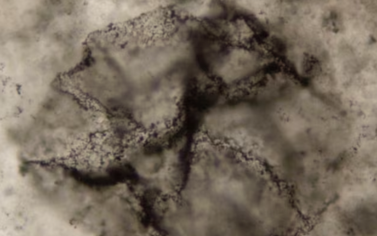 AI phát hiện dấu vết sự sống cổ xưa nhất trên Trái đất