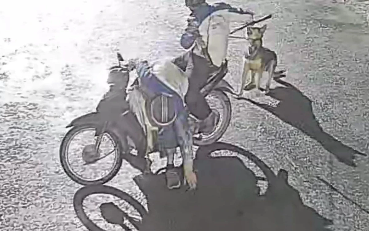 Khởi tố nhóm chuyên trộm chó vào ban đêm ở Thanh Hóa