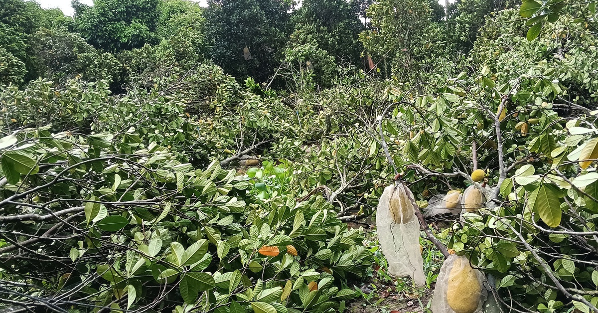 Mưa lớn, dông lốc làm nhà sập, tốc mái, hư hại nhiều vườn trái cây ở Cần Thơ