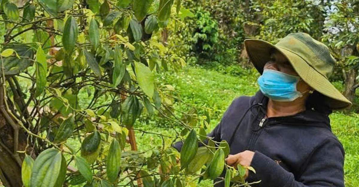 Xuất khẩu hồ tiêu của Việt Nam dự báo đạt 1,5 tỉ USD