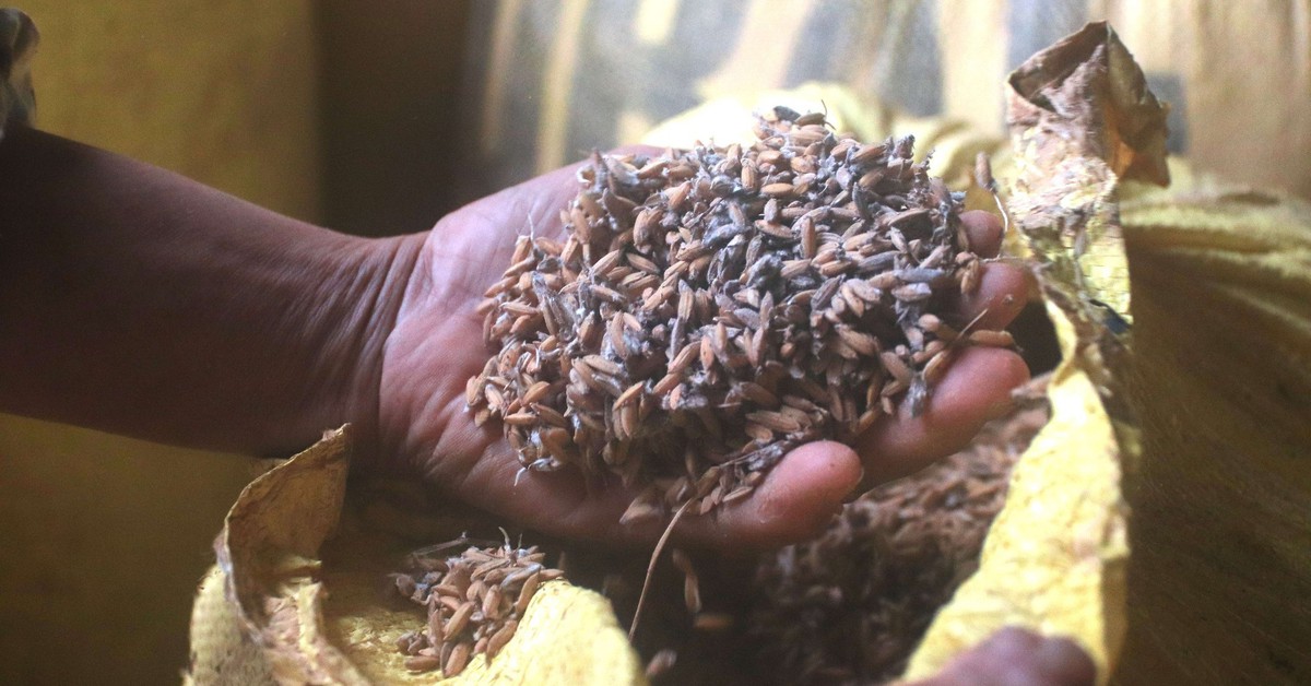 Nhiều hộ kinh doanh lúa gạo ở Đà Nẵng khóc ròng