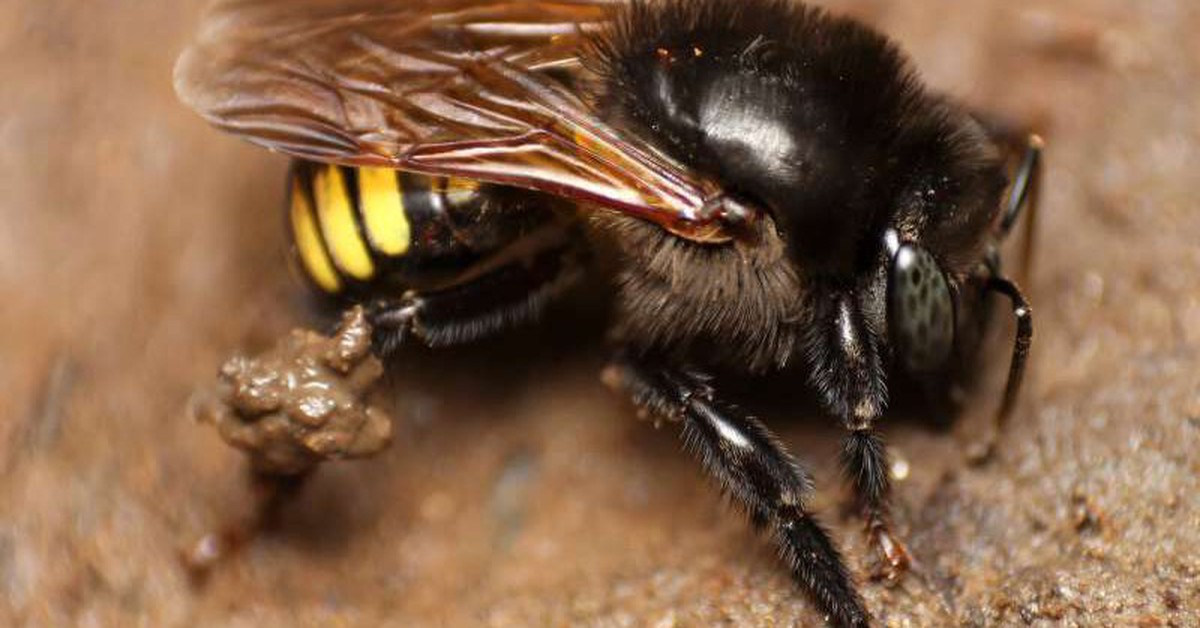 Siêu lạ: Tạo ra mật ong vị sô cô la bằng công nghệ sóng siêu âm