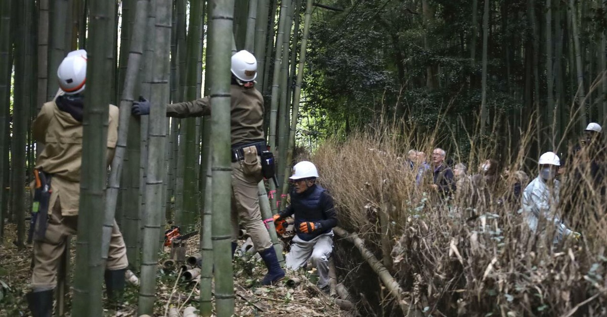 Nhật Bản đối phó với làn sóng khắc chữ lên thân cây