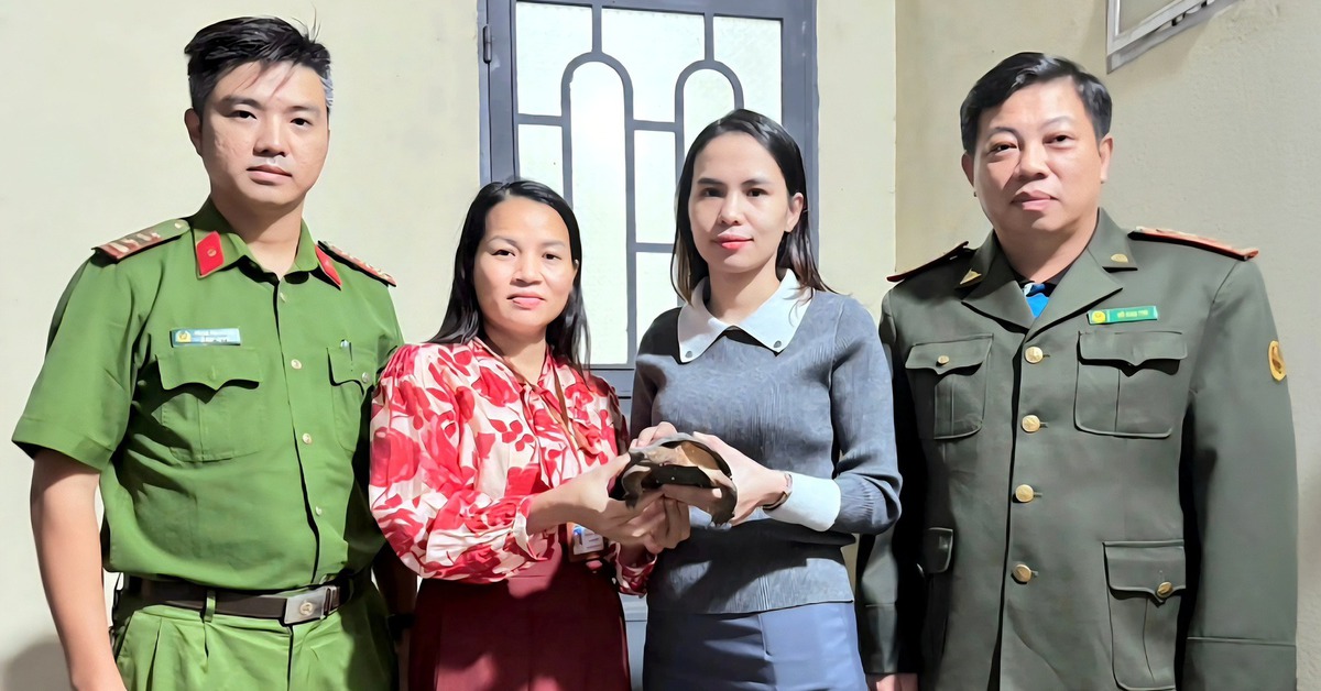 Rùa đất quý hiếm lạc vào khu dân cư, cô gái báo phường để thả về tự nhiên
