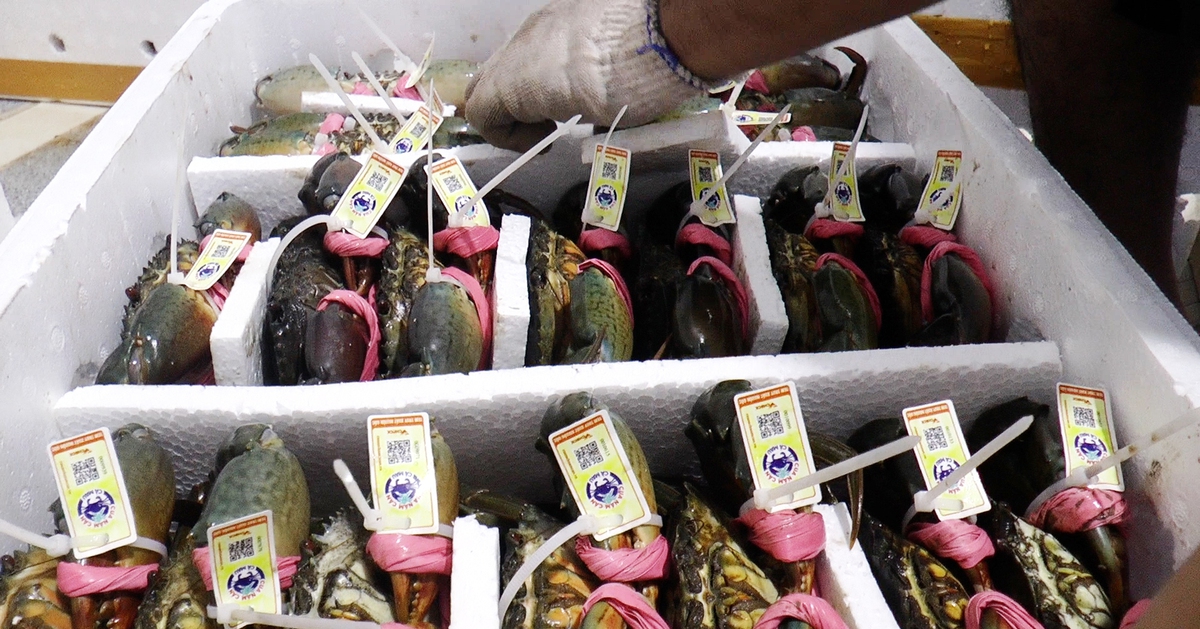 Giá cua biển tại miền Tây nơi tăng, nơi giảm trong dịp Noel?