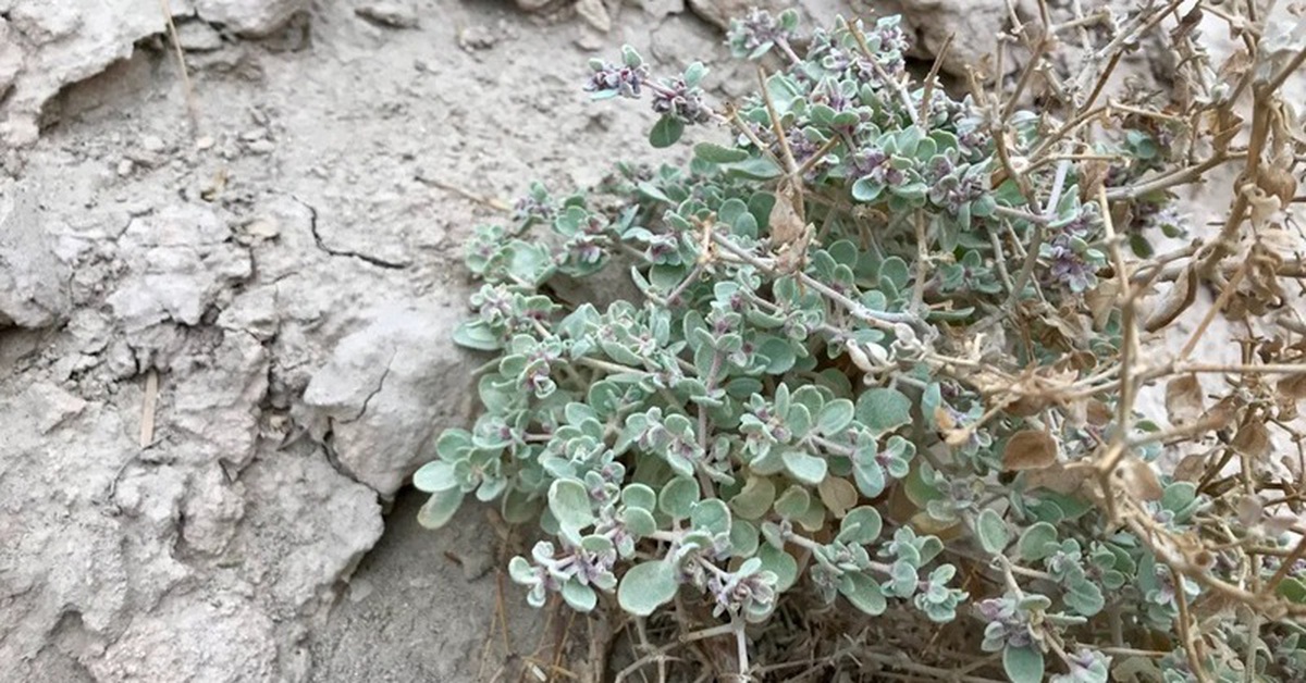 Phát hiện bí mật của loài cây chịu nóng đến 49°C