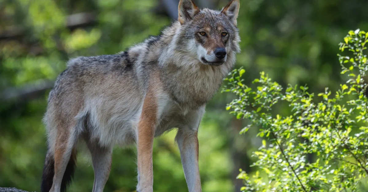 Sói xám kéo bẫy cua lên bờ: Hành vi thông minh khiến khoa học kinh ngạc