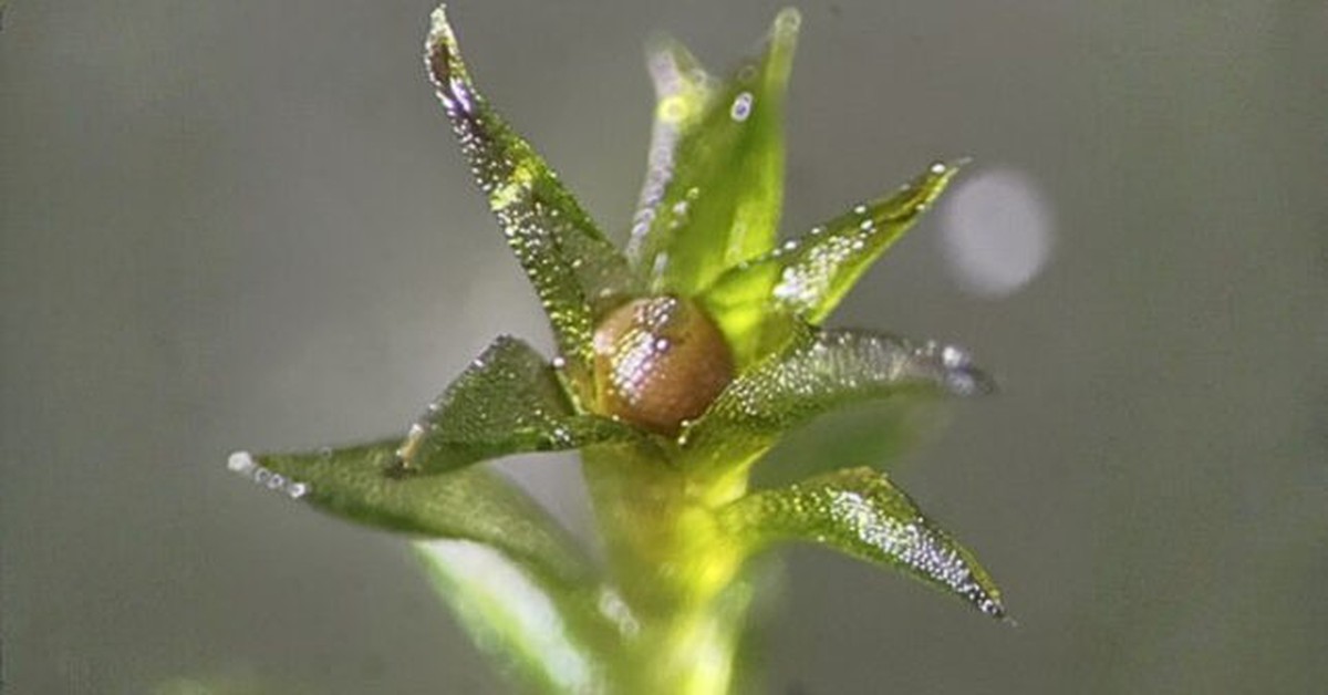 Rêu sống sót 9 tháng ngoài không gian, khoa học sửng sốt