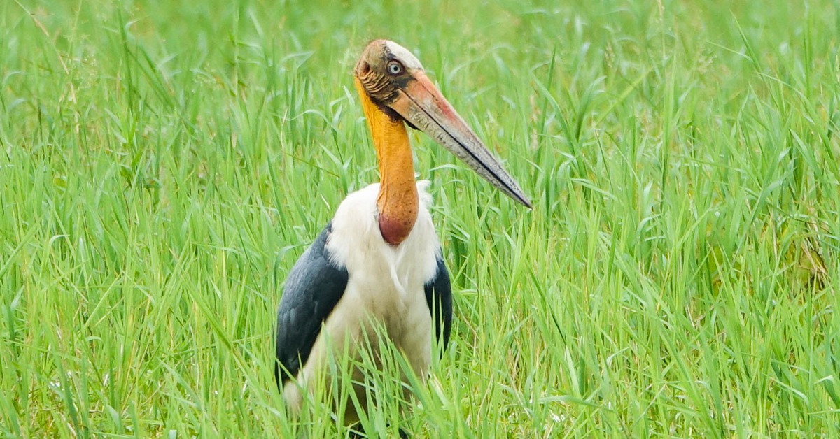 Ngắm già đẫy Java cực quý hiếm ở Vườn quốc gia U Minh Thượng