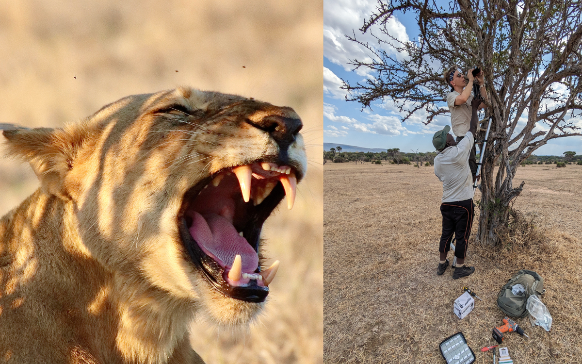 AI phát hiện 'tiếng gầm bí mật' của sư tử