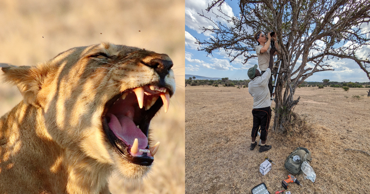 AI phát hiện 'tiếng gầm bí mật' của sư tử