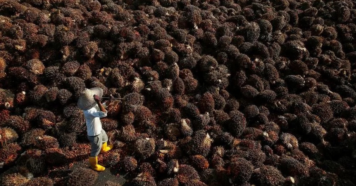 Nhiều tập đoàn dầu cọ Malaysia bỏ trồng cọ để 'nuôi' AI