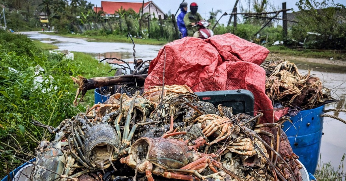 Hơn 3.000 tỉ đồng chìm dưới vịnh Xuân Đài, thủ phủ tôm hùm Sông Cầu tan tác