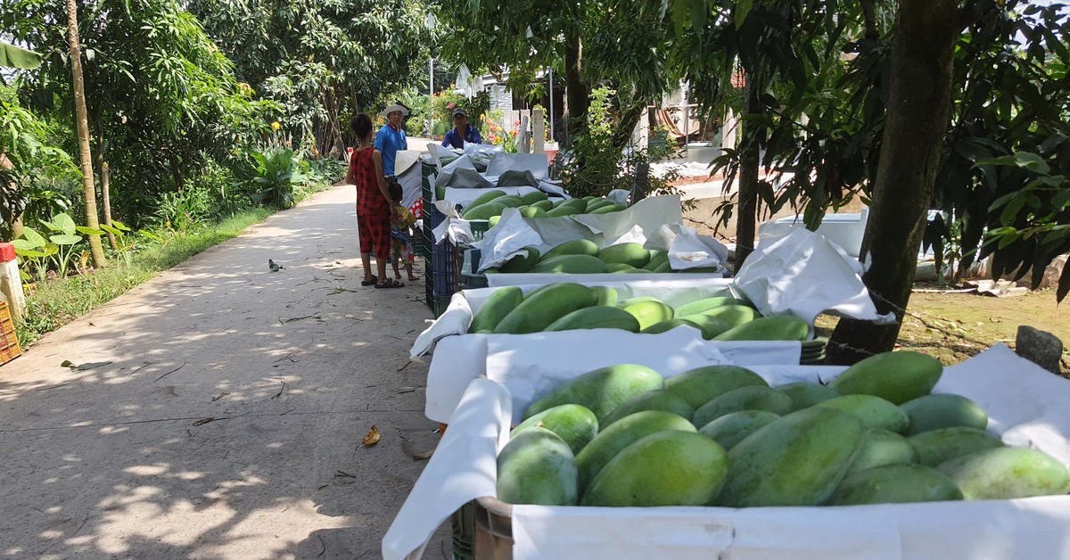 Vì sao xã Cù Lao Giêng trở thành 'thủ phủ' xoài miền Tây?