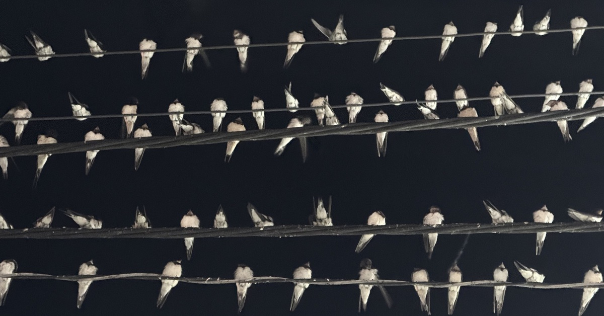 Hy hữu hàng ngàn chim én đậu kín dây điện ở trung tâm Cần Thơ