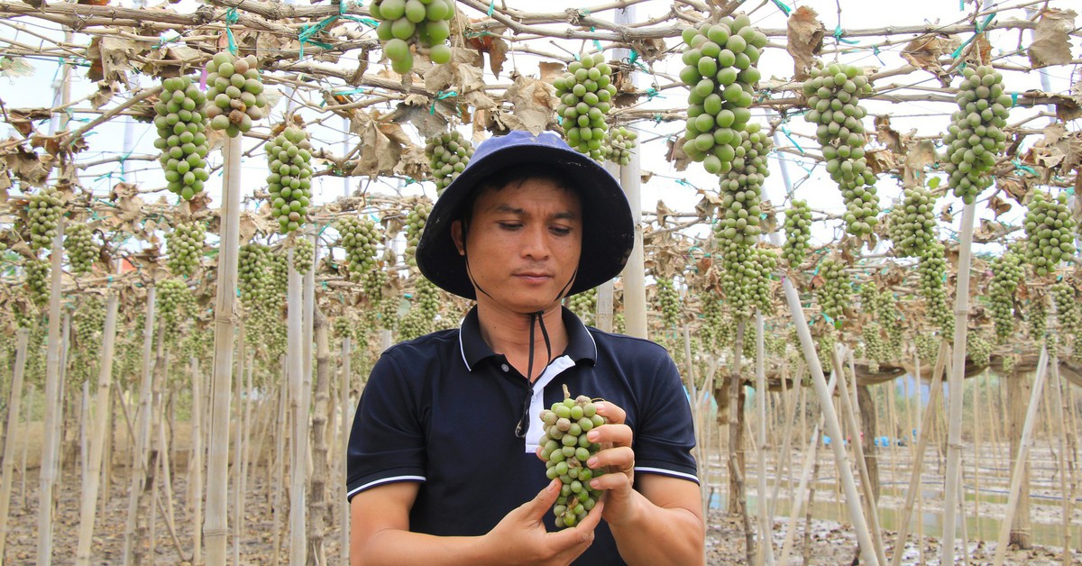 Nho Phan Rang sau lũ: Ruộng xanh mướt giờ khô héo, trái non treo lủng lẳng