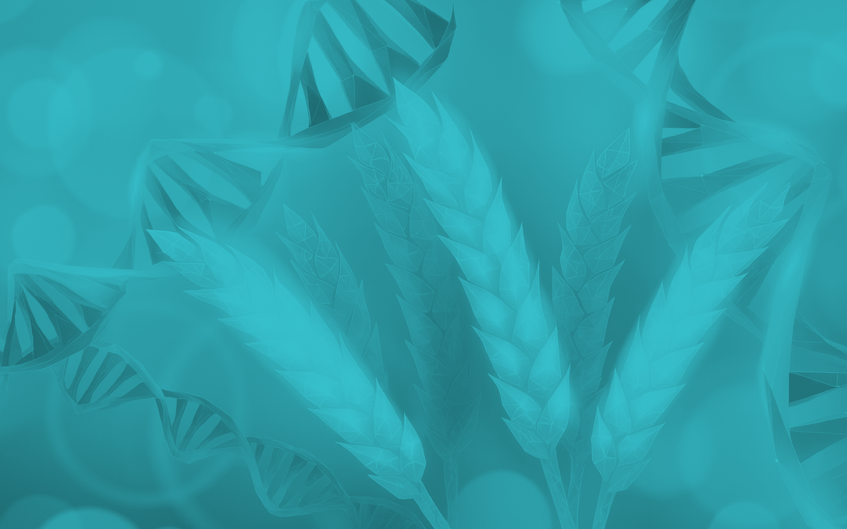 Độc lạ lúa mì chỉnh sửa gene có khả năng 'tự tạo' phân bón