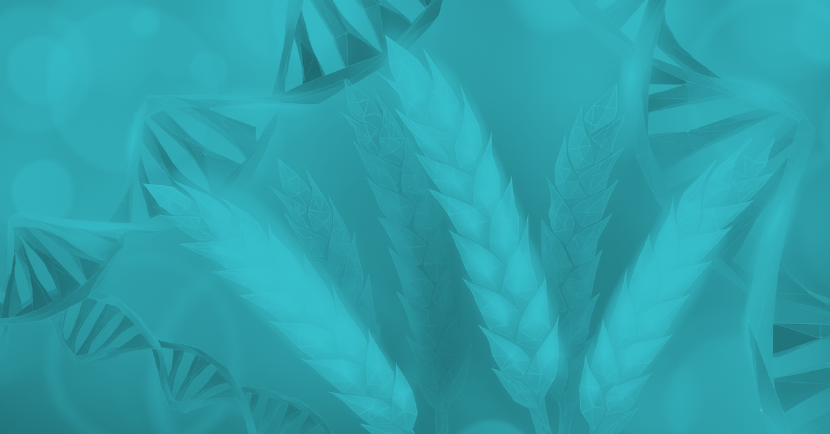 Độc lạ lúa mì chỉnh sửa gene có khả năng 'tự tạo' phân bón