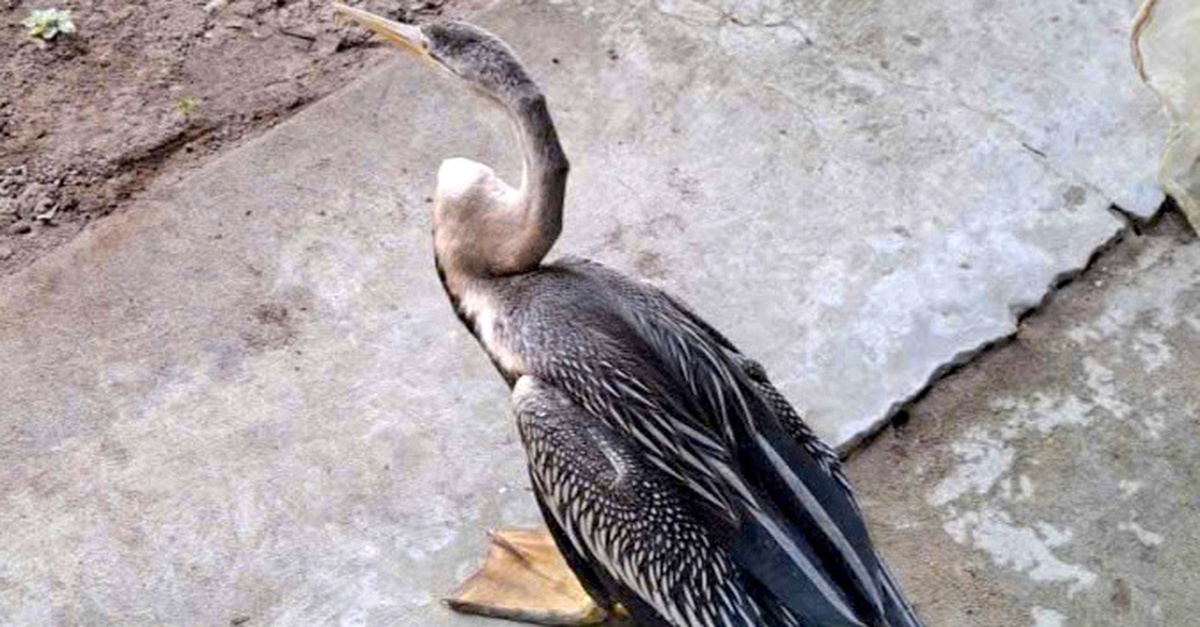 Người dân ở Đồng Tháp giao nộp chim cổ rắn xinh đẹp quý hiếm