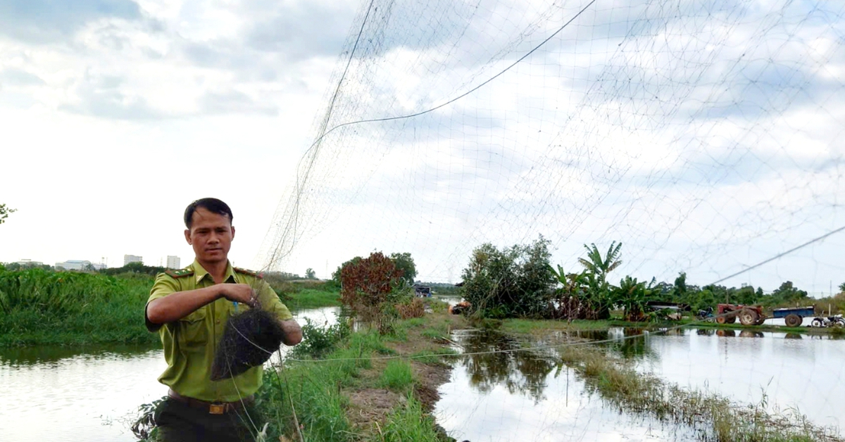 Kiểm lâm TP.HCM tháo gỡ 650m lưới giăng bẫy chim ở phường Tân Hải, xã Nghĩa Thành, Củ Chi