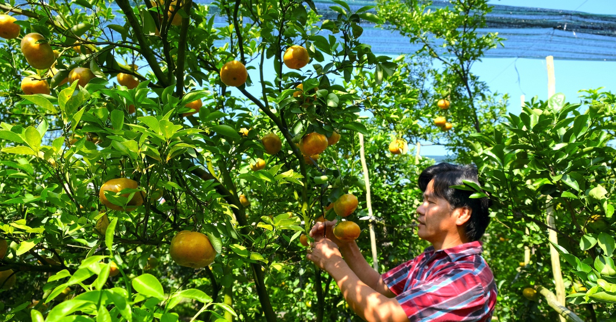 Nhà vườn Đồng Tháp tất bật vào vụ quýt Tết và mở cửa đón khách tham quan