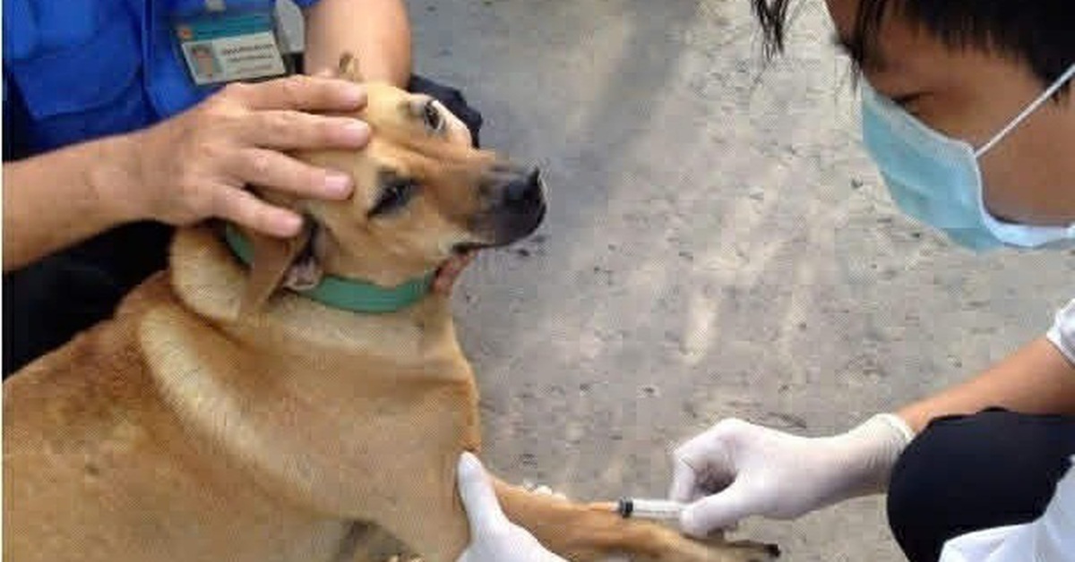 Kiểm soát bệnh dại bắt đầu từ quản lý chó, mèo