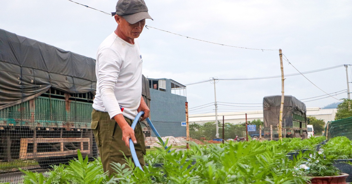 Sau mưa lũ, người trồng hoa ở Đà Nẵng thấp thỏm dự đoán thị trường Tết