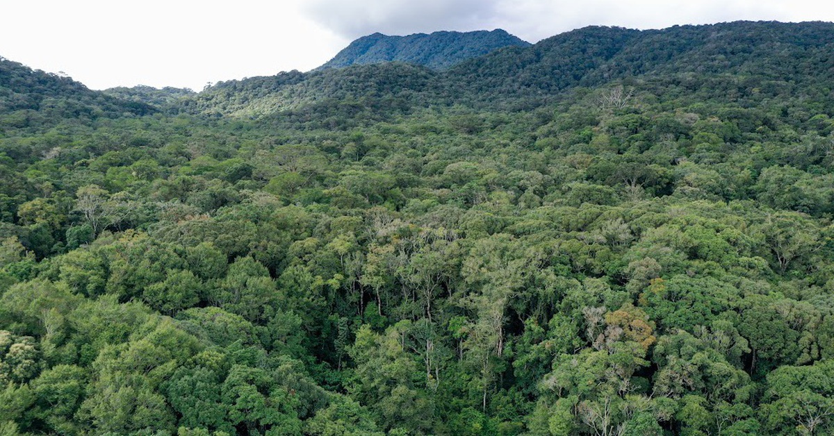 Lâm nghiệp không chỉ là 'lá chắn xanh' mà còn là động lực của tăng trưởng kinh tế