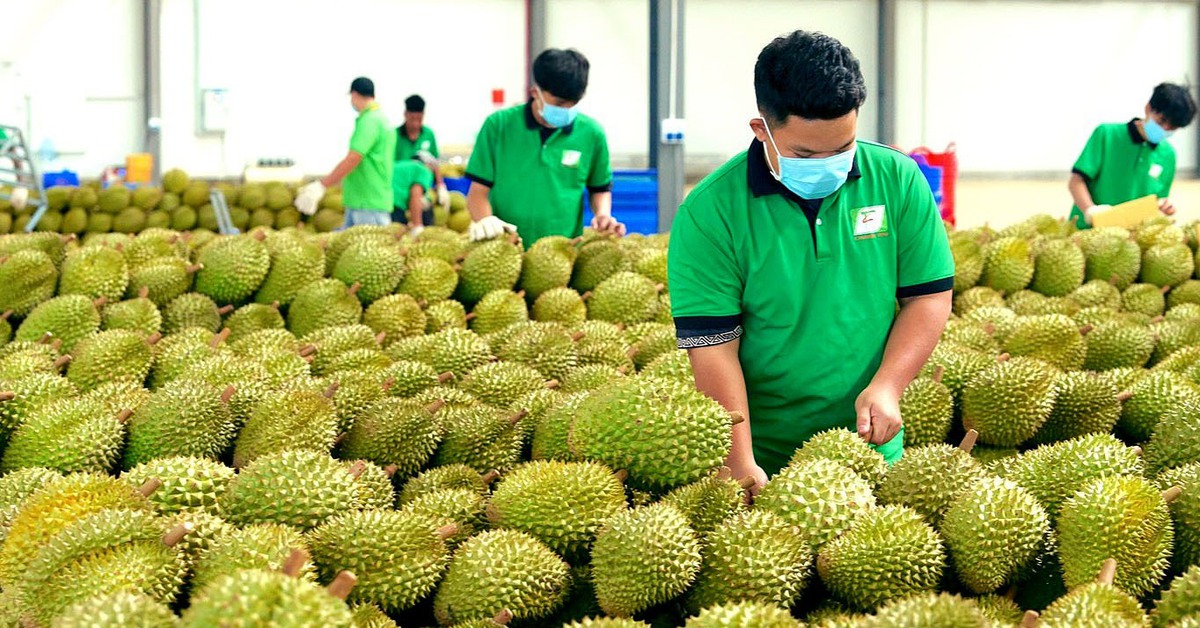Trung Quốc phê duyệt thêm gần 1.000 mã số vùng trồng và cơ sở đóng gói sầu riêng Việt Nam