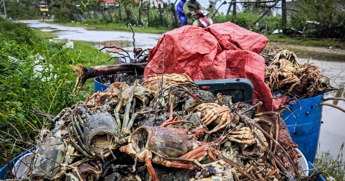 Tôm hùm Việt Nam trước thách thức từ lũ lụt và quy định mới xuất khẩu