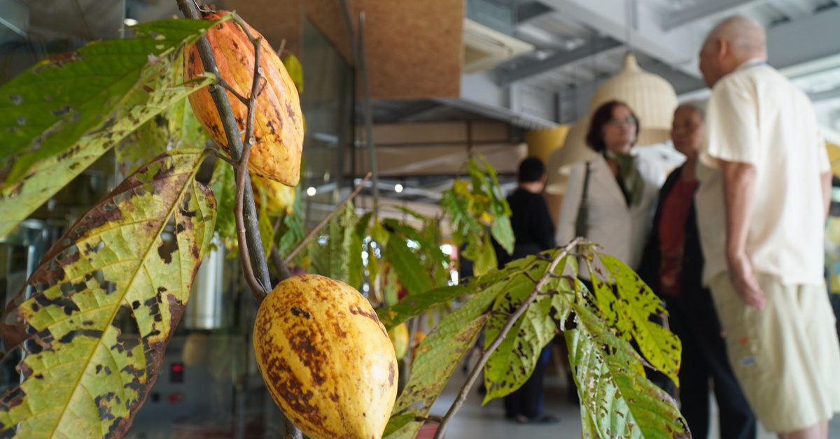 Khách du lịch hào hứng trải nghiệm làm chocolate bên sông Tiền