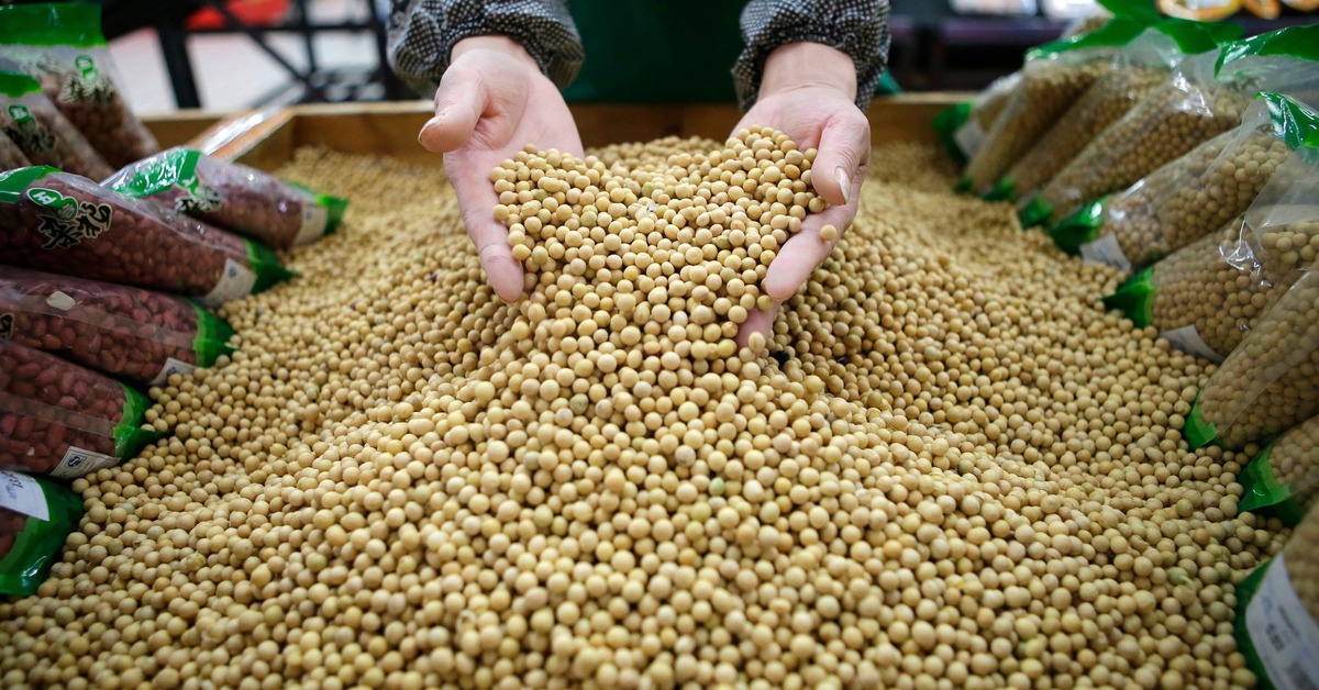 Vì sao Trung Quốc tăng mua đậu nành từ Brazil thay vì Mỹ?