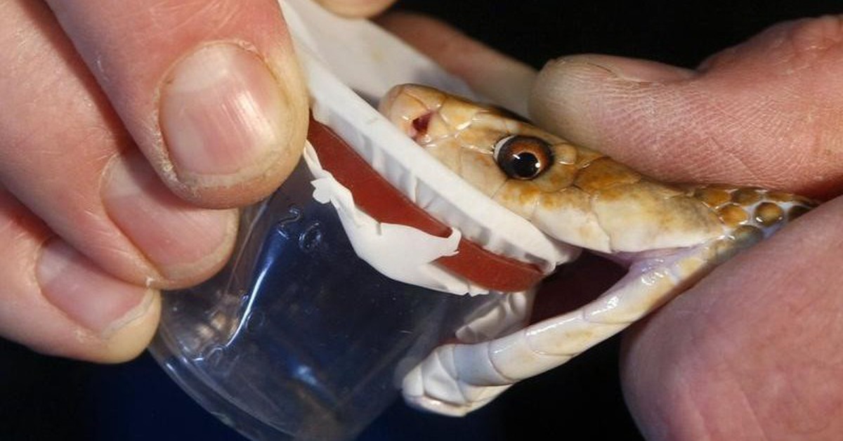 Đột phá: Tạo ra huyết thanh chống lại nọc độc 17 loài rắn nguy hiểm nhất