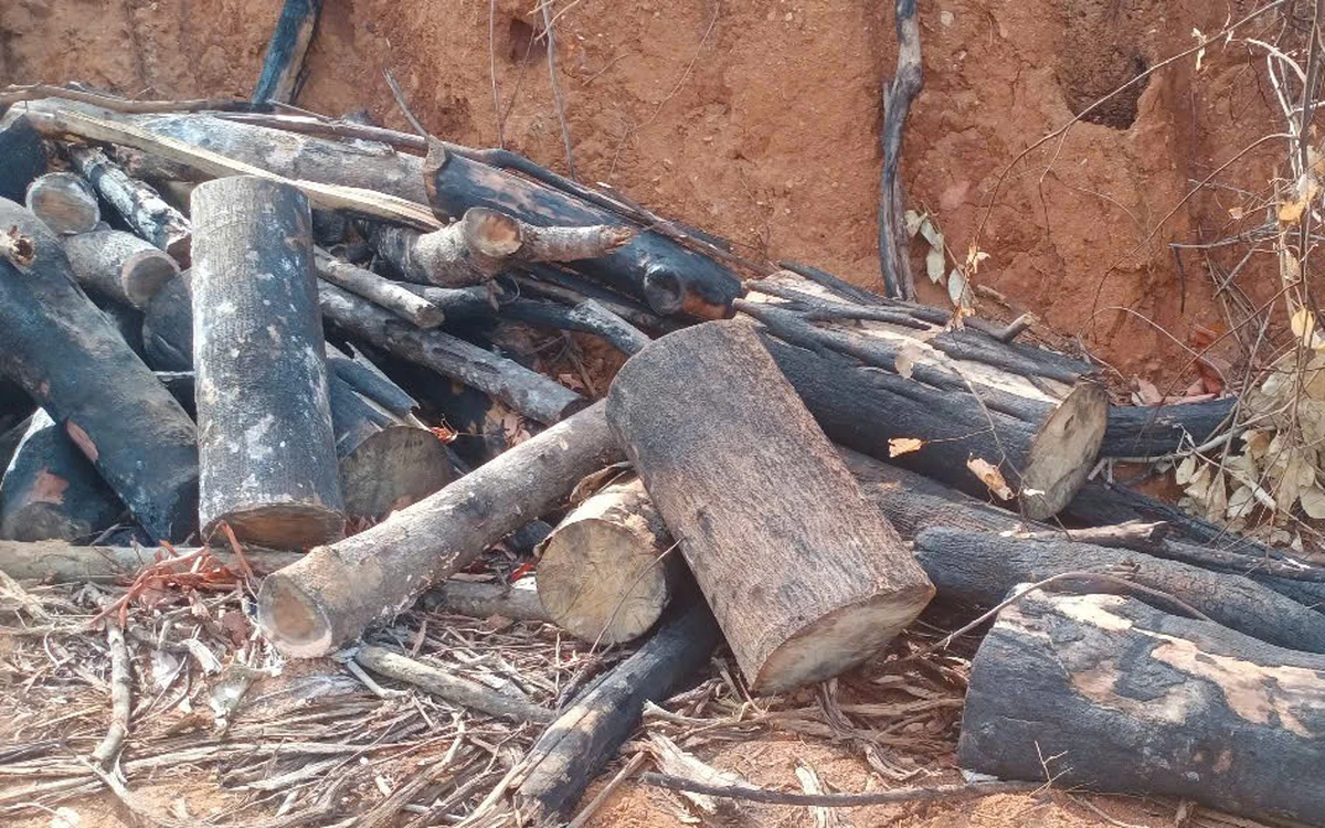 Gia Lai điều tra vụ phá gần 95ha rừng tự nhiên và cả rừng trồng