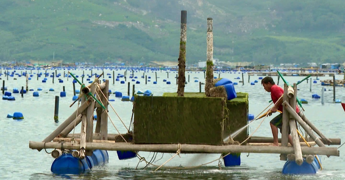 Làm sao giảm thiểu thiệt hại thủy sản nuôi do sốc nước ngọt sau bão lũ?