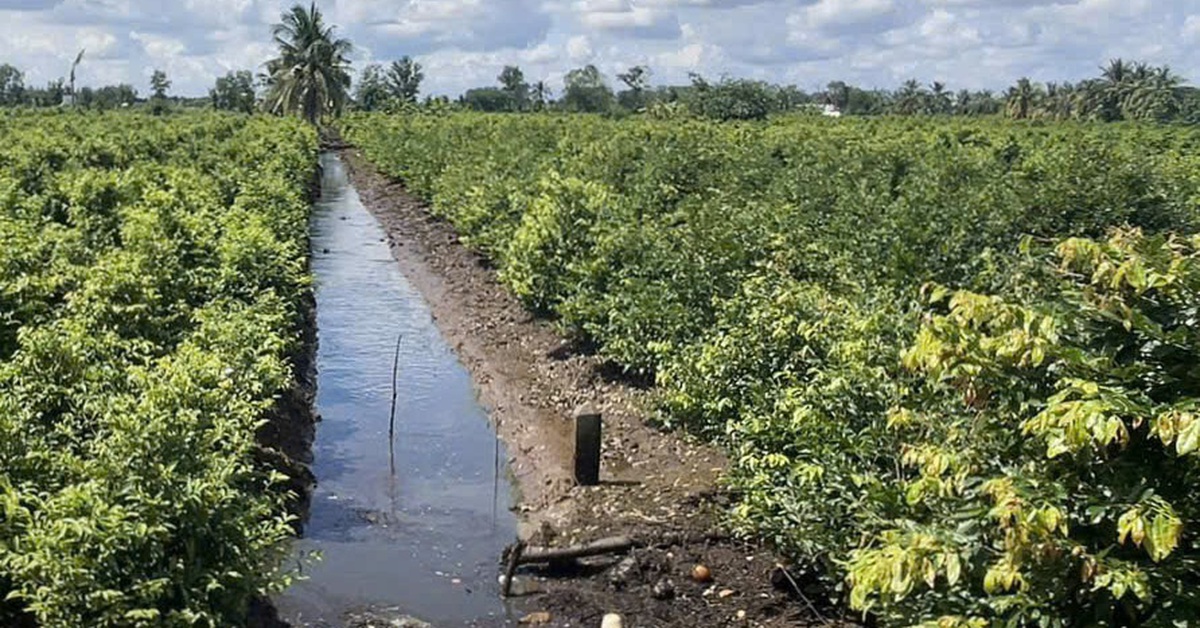 Hàng chục héc ta mai vàng ở xã Bình Lợi không còn bị ngập