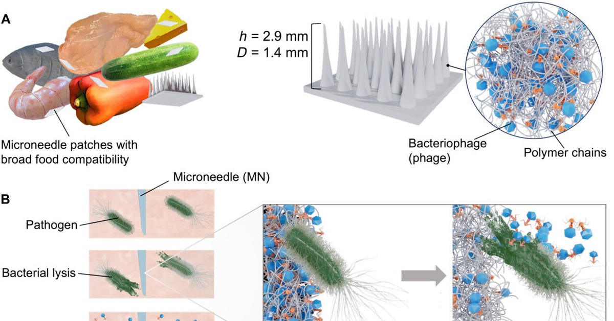 Miếng dán virus có thể tiêu diệt 99,9% vi khuẩn trong thực phẩm