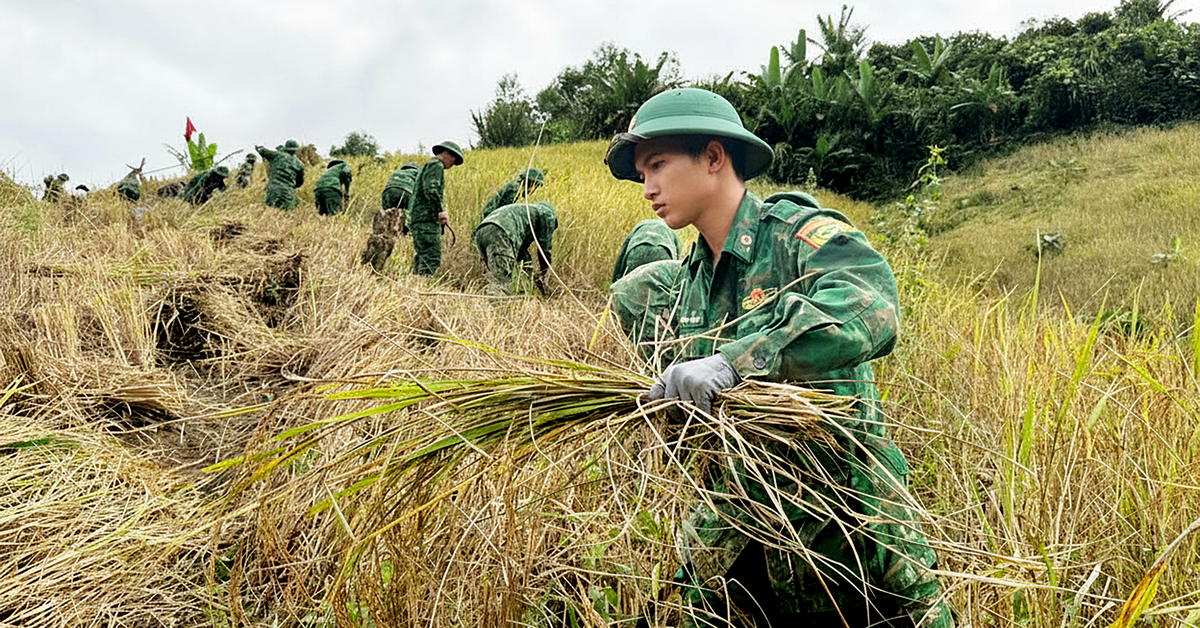 Bộ đội biên phòng gặt lúa giúp dân 'chạy bão', chằng nhà cửa