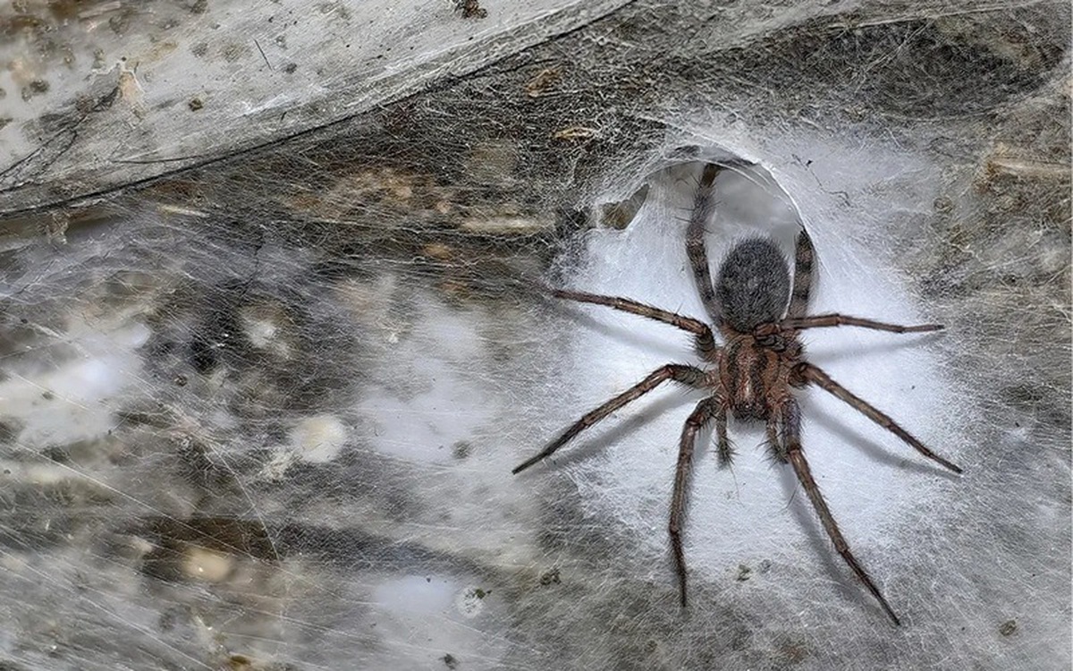 Phát hiện mạng nhện lớn nhất thế giới với 111.000 con