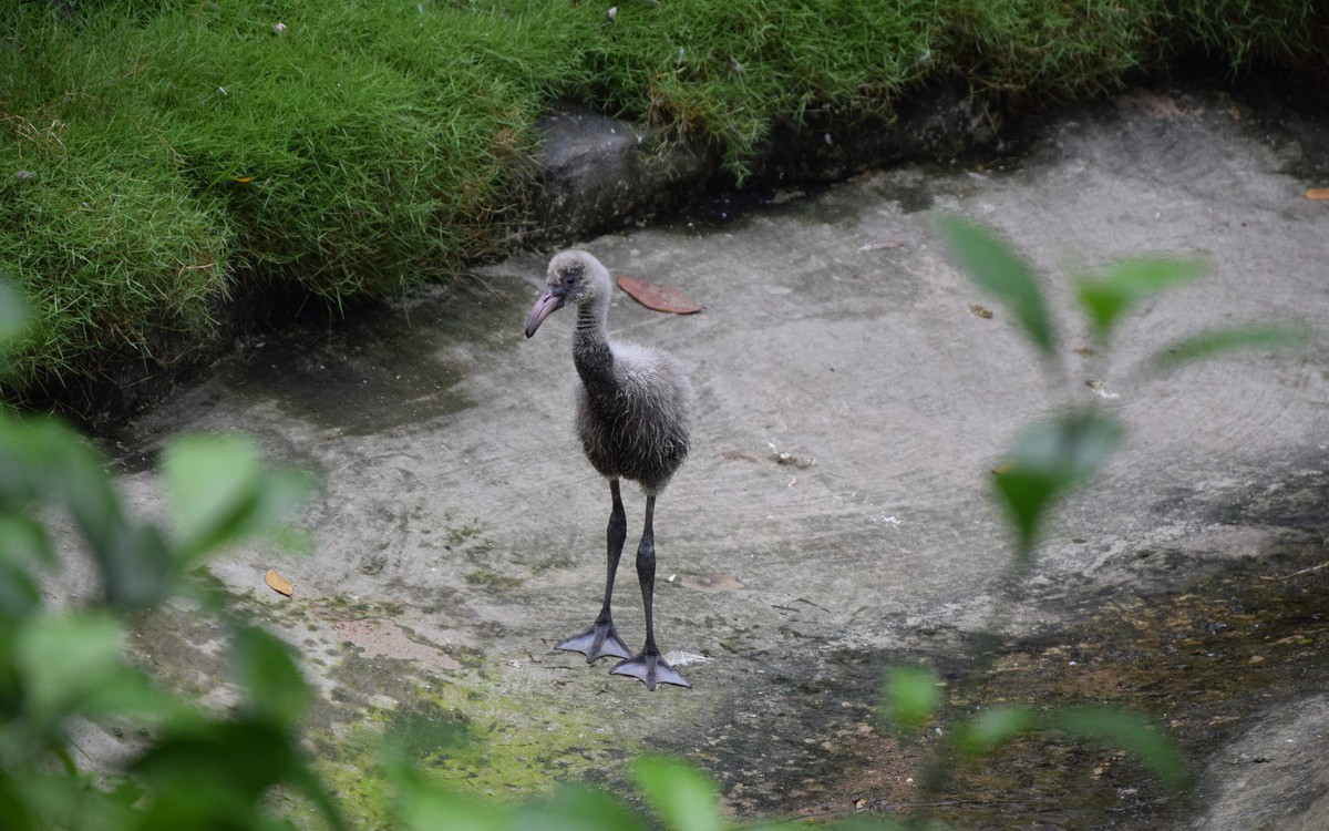 Hồng hạc có lứa đầu tiên kiểu tự nhiên tại Thảo cầm viên Sài Gòn