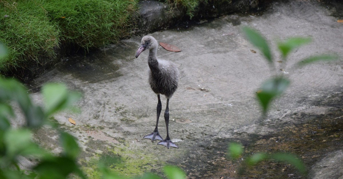 Hồng hạc có lứa đầu tiên kiểu tự nhiên tại Thảo cầm viên Sài Gòn