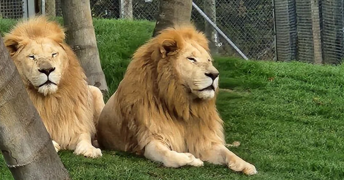 Gặp khó khăn tài chính, sở thú New Zealand tiêu hủy hai con sư tử, năm con khác đang chờ cứu