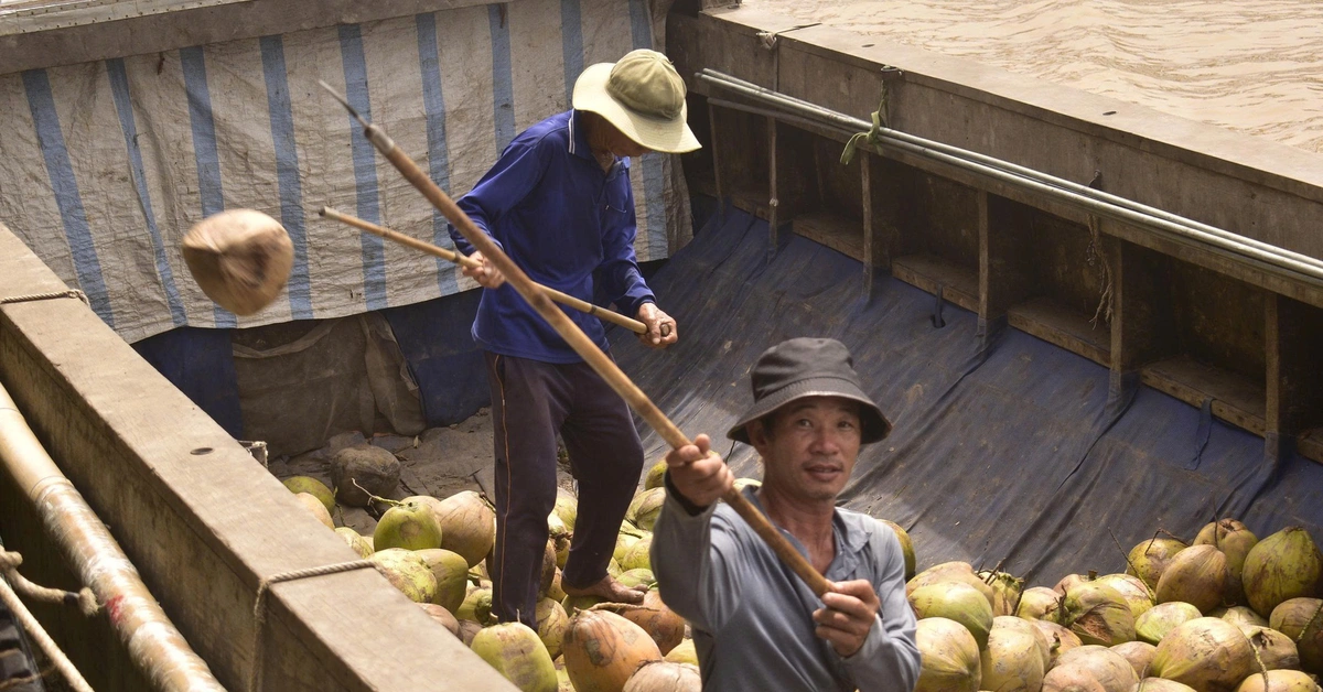 Ngành dừa Việt Nam hướng tới thương hiệu dừa xanh, sạch và ít phát thải