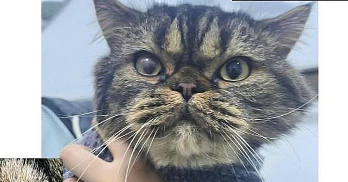 Kem trị mụn rộp ở người cứu hàng nghìn mèo mắc bệnh viêm mắt