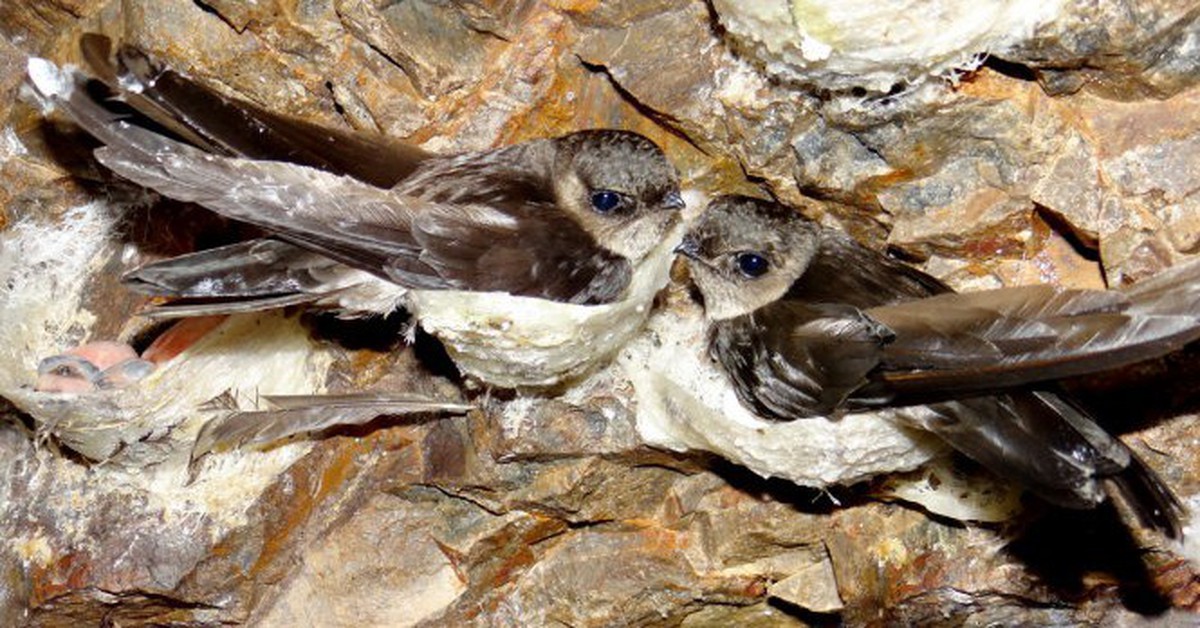 Đề xuất giải pháp bảo vệ quần thể chim yến, phát triển nghề yến sào